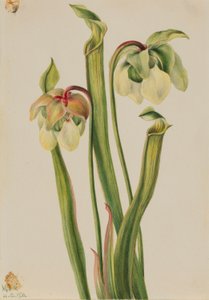 Hybridkrukväxt (Sarracenia minor) av Mary Vaux Walcott