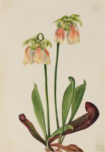 Hybridkrukväxt (Sarracenia minor x psittacina) av Mary Vaux Walcott