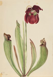 Hybridkrukväxt (Sarracenia rubra xs purpurea venosa) av Mary Vaux Walcott