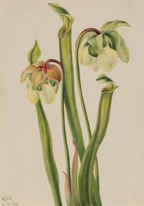Hybrid Pitcherplant Sarracenia minor, 1930. av Mary Vaux Walcott