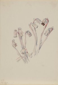 Indianpipa (Monotropa uniflora) av Mary Vaux Walcott