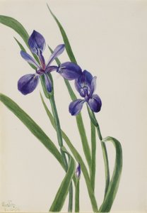 Iris (Iris-arter) av Mary Vaux Walcott