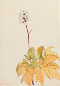 Elfenbensbär (Actaea arguta) av Mary Vaux Walcott