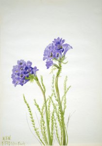 Jacobs stege Polemonium viscosum, 1937. av Mary Vaux Walcott