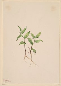 Kruhsea (Kruhsea streptopoides) av Mary Vaux Walcott