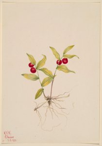 Kruhsea (Kruhsea streptopoides) av Mary Vaux Walcott