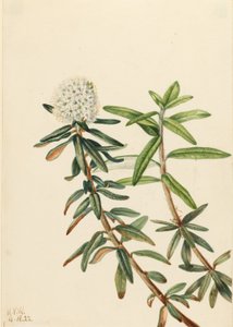 Labrador-te (Ledum groenlandicum) av Mary Vaux Walcott
