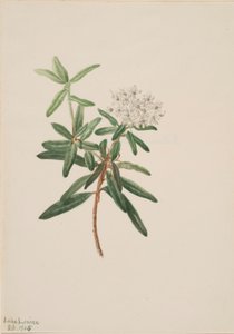 Labrador-te (Ledum groenlandicum) av Mary Vaux Walcott