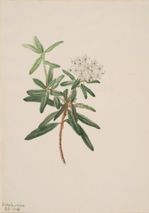Labrador te Grönlandsis, 1905. av Mary Vaux Walcott
