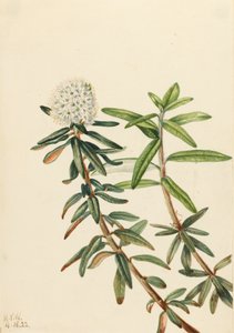 Labrador Tea Grönlandsisen, 1922. av Mary Vaux Walcott