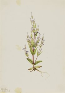Stegentiana (Gentiana acuta) av Mary Vaux Walcott