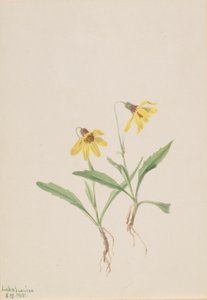 Lake Louise Arnica (Arnica louisiana) av Mary Vaux Walcott