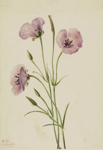 Syren Mariposa (Calochortus splendens) av Mary Vaux Walcott