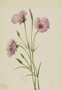 Lila fjäril Calochortus splendens, av Mary Vaux Walcott