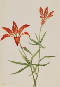 Lilja (Lilium montanum) av Mary Vaux Walcott