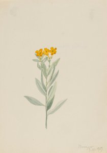 Lithospermum canescens av Mary Vaux Walcott