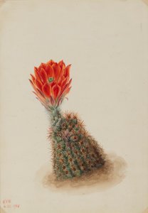 Lloyds jordgubbskaktus (Echinocereus lloydii)