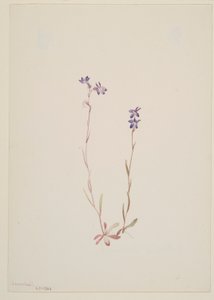 Lobelia Kalmii av Mary Vaux Walcott
