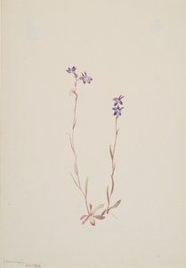 Lobelia Kalmii, 1904. av Mary Vaux Walcott
