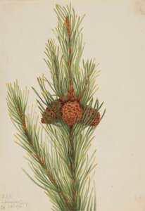 Lodrät tall (Pinus Contorta murrayana) av Mary Vaux Walcott