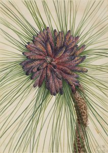 Långbladig tall Pinus palustris, 1929.
