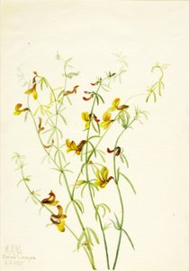 Lotus puberulus av Mary Vaux Walcott