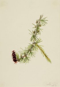 Lyall lärk Larix lyallii, 1913. av Mary Vaux Walcott