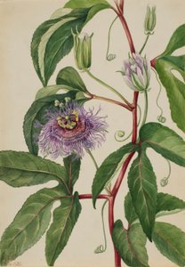 Majblomma (Passiflora incarnata)