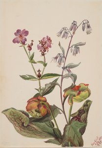 Meadow Beauty Rhexia virginica, Rattlesnake Roat Nabalus albus, Pitcherplant..., 1880. av Mary Vaux Walcott