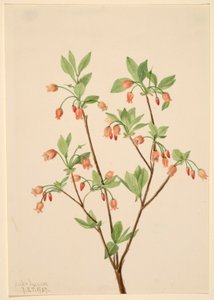 Menziesea (Menziesea glabella) av Mary Vaux Walcott