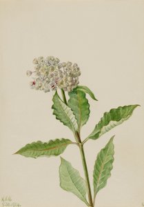 Mjölkört (Ascelpias) av Mary Vaux Walcott
