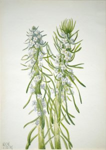 Gruvarbetarljus Oreocarya virgata, 1937. av Mary Vaux Walcott