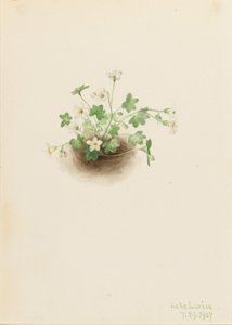 Jungfru Marie nyckelpiga (Romanzoffia sitchensis) av Mary Vaux Walcott