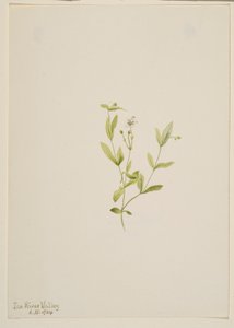 Moehringia laberiflora av Mary Vaux Walcott