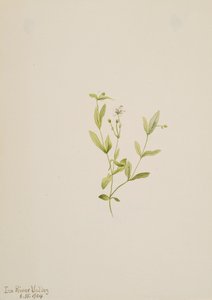 Moehringia laberiflora, 1904. av Mary Vaux Walcott