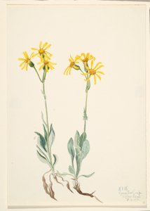 Montana Parnassia (Parnassia montanesis) av Mary Vaux Walcott