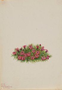 Mossnejlika (Silene acaulis) av Mary Vaux Walcott