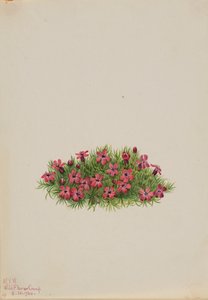 Moss Campion Silene acaulis, 1924. av Mary Vaux Walcott