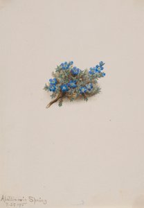 Förgätmigej (Eritichum elongatum) av Mary Vaux Walcott
