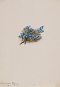 Moss Förgätmigej Erichum elongatum, 1915. av Mary Vaux Walcott