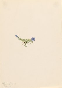 Mossgentiana (Gentiana prostrata) av Mary Vaux Walcott