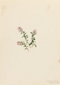 Fjälltranbär (Vaccinium vitisidaea minus) av Mary Vaux Walcott