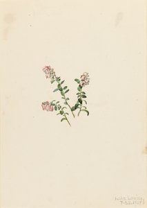 Mountain Cranberry Vaccinium vitisidaea minus, 1907. av Mary Vaux Walcott