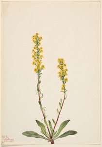 Bergsguldris (Solidago oreophila) av Mary Vaux Walcott