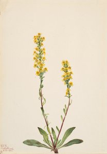 Mountain Goldenrod Solidarity Oreophila, av Mary Vaux Walcott