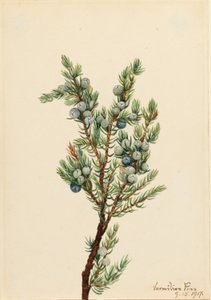 Enbär från bergsområden (Juniperus sibirica) av Mary Vaux Walcott