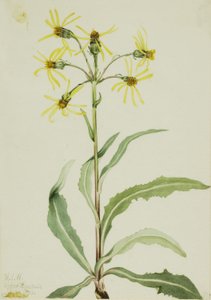 Sorglig jordmandel (Senecio lugens) av Mary Vaux Walcott