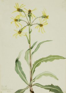Mourning Groundsel Senecio lugens, 1921. av Mary Vaux Walcott