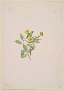 Myskblomma (Mimulus moschatus) av Mary Vaux Walcott