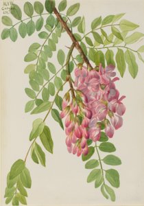 Ny mexikansk gräshoppa (Robinia neomexicana) av Mary Vaux Walcott